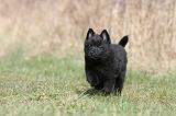 SCHIPPERKE 376